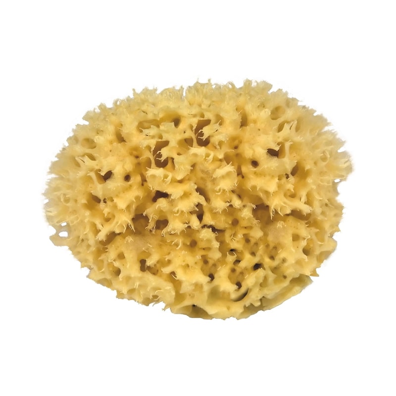 Croll &amp; Denecke Natural Sponge - Large (1 pc)