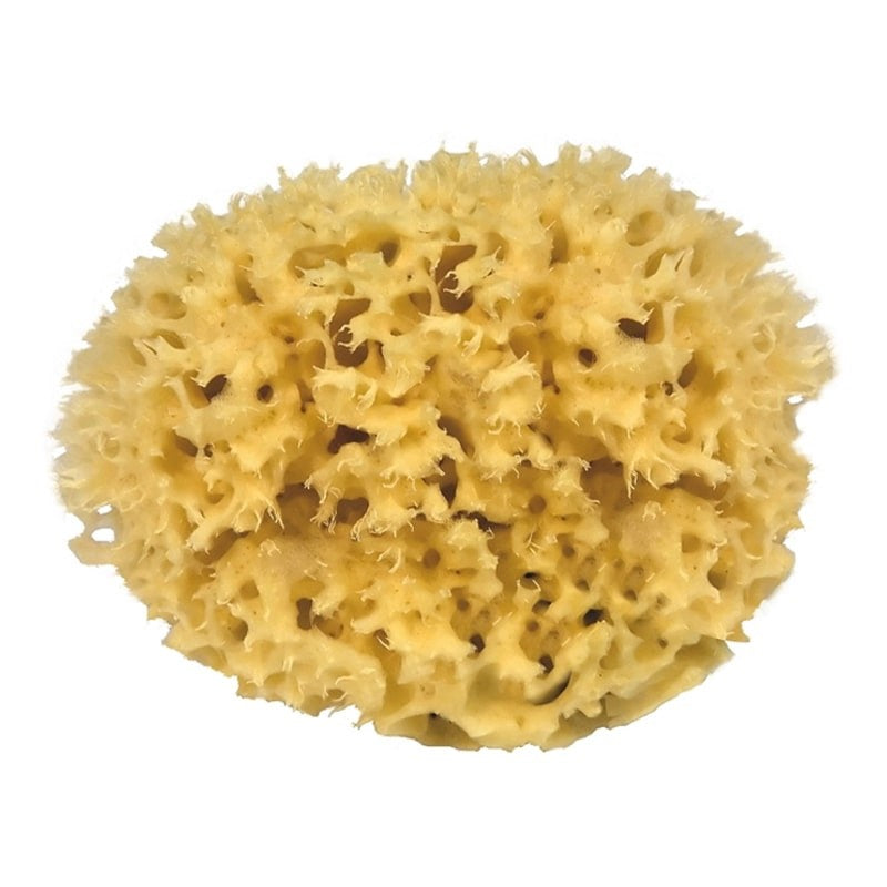 Croll &amp; Denecke Natural Sponge - Very Large (1 pc)