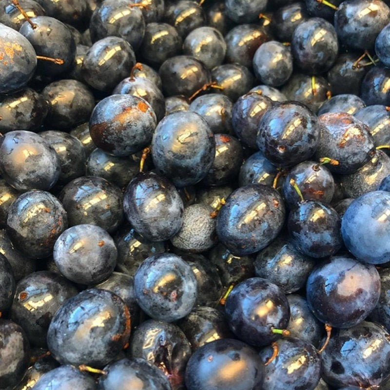 Josephine's Feast Wild Foraged Blueberry Preserves - close up of blueberries