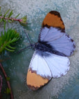 Close up of Moth & Myth Pacific Northwest Butterfly