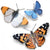 Pacific Northwest Butterfly Set