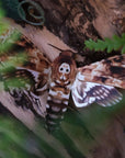 Close up of Moth & Myth paper moth