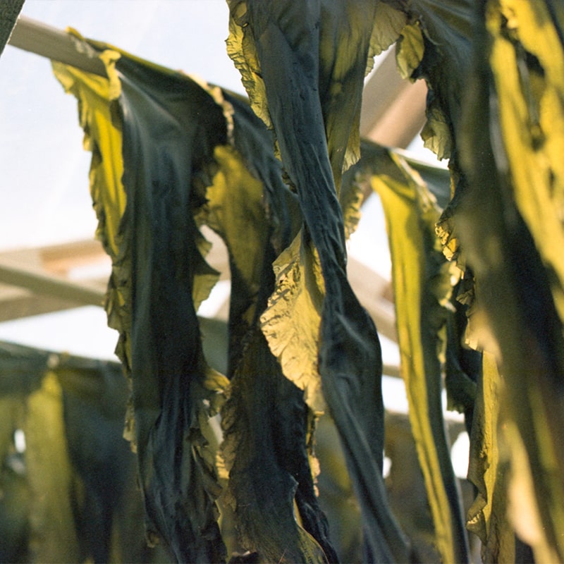 Smithereen Farm Seaweed Sprinkle - seaweed drying outside shown