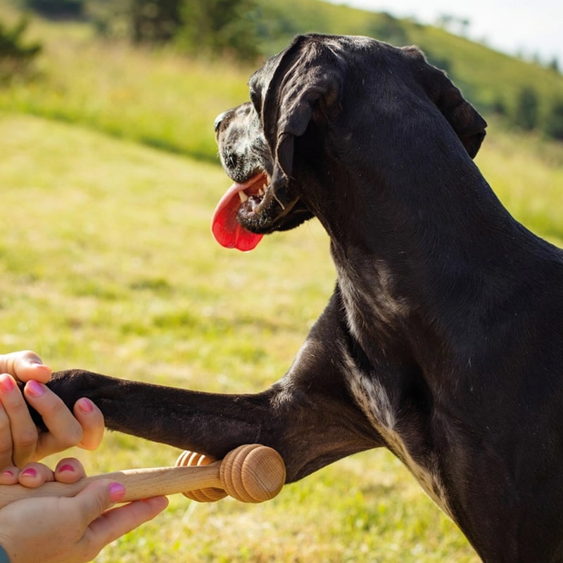 Tuuli Wooden Massage Roller For Pets - model shown using product on dog