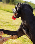 Tuuli Wooden Massage Roller For Pets - model shown using product on dog