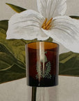 The Quiet Botanist 426 Scented Candle - product shown in front of flower drawing