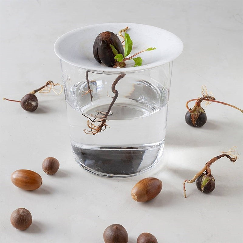 Botanopia Porcelain Germination & Propagation Plate - Small - product shown on top of glass of water with seeds growing