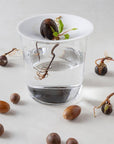 Botanopia Porcelain Germination & Propagation Plate - Small - product shown on top of glass of water with seeds growing