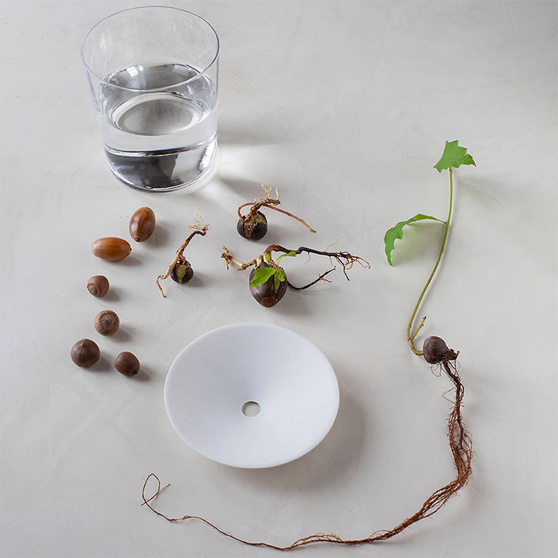 Botanopia Porcelain Germination & Propagation Plate - Small - product shown next to seeds and plant and water glass