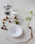 Botanopia Porcelain Germination & Propagation Plate - Small - product shown next to seeds and plant and water glass