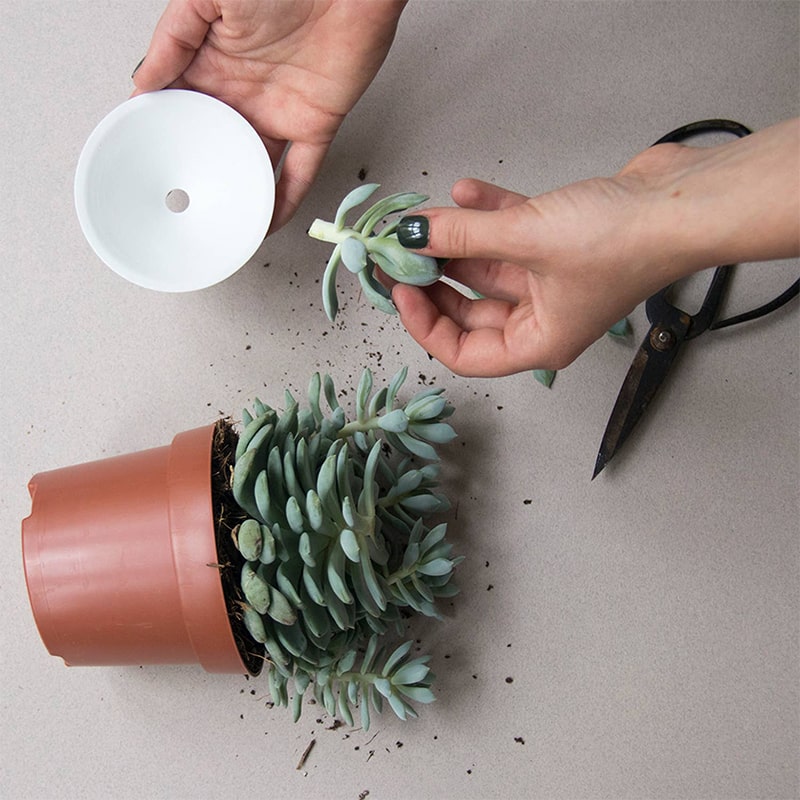 Botanopia Porcelain Germination & Propagation Plate - Small - model shown holding product next to potted plant