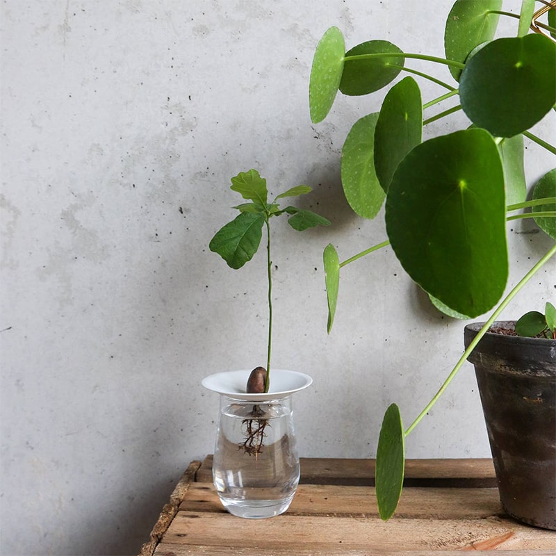 Botanopia Porcelain Germination & Propagation Plate - Small - product shown being used next to potted plant